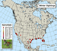 Pre-migration map: Winter monarch butterfly sightings (January or February)