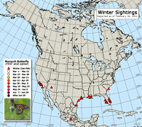 Pre-migration map: Winter monarch butterfly sightings (January or February)