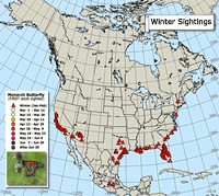 Monarch Butterfly Winter Sightings