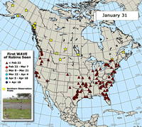 Robin Migration Map: Waves of Robins
