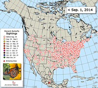 Monarch Butterfly: Adult Sighted