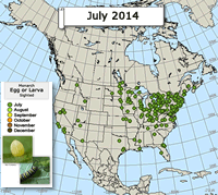 Monarch Butterfly: Egg or Larva Sighted