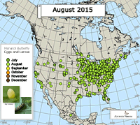 Monarch Butterfly: Egg or Larva Sighted