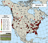 Robin migration map: waves of robins
