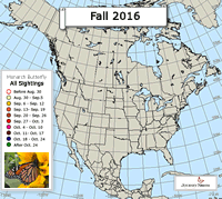 Monarch Butterfly: Adult Sighted