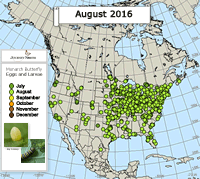 Monarch Butterfly: Egg or Larva Sighted