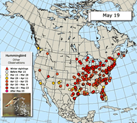 Hummingbird Migration Map: Other Observations