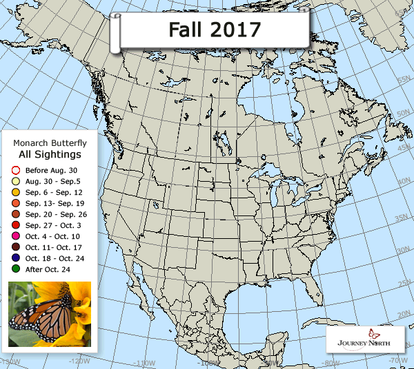 Monarch Butterfly: Adult Sighted