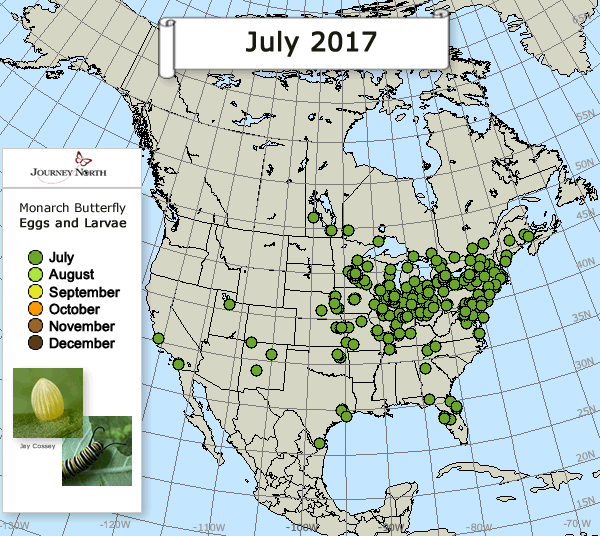 Monarch Butterfly: Egg or Larva Sighted
