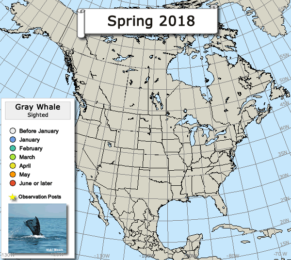 Gray whale migration map